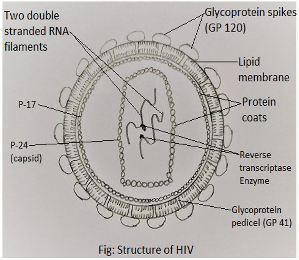 Sơ đồ cấu trúc HIV