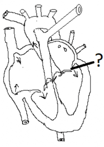 Human Circulatory System 2 - Class 11 Biology MCQ - Sanfoundry