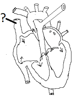 Tĩnh mạch chủ trên của sơ đồ tim