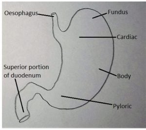 Digestion of Food - Class 11 Biology MCQ - Sanfoundry