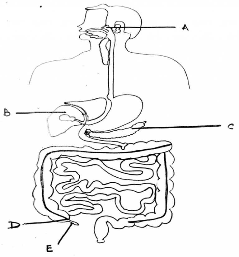 Digestive System - Class 11 Biology MCQ - Sanfoundry