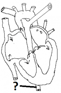 Human Circulatory System - Class 11 Biology MCQ - Sanfoundry