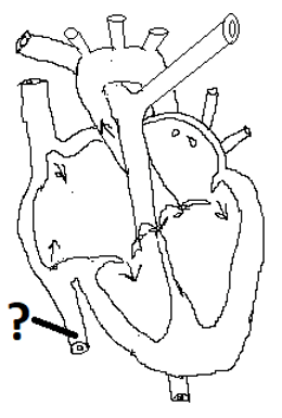 Tĩnh mạch chủ dưới của sơ đồ tim