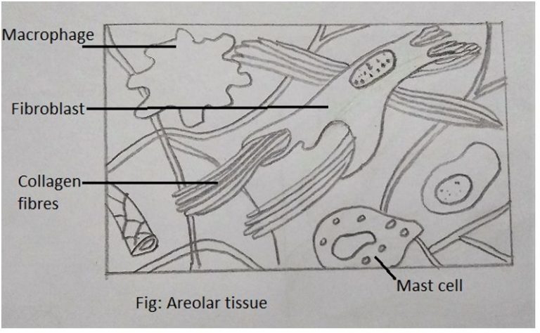 Animal Tissues - Class 11 Biology MCQ - Sanfoundry